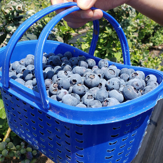 【云南抚仙湖花香蓝莓•顺丰空运】高原露天蓝莓 果肉肥厚 脆甜带花香 4盒装 商品图1