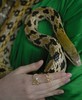 北京仓｜ROCKAH-Snakes Duo-蛇形 珍珠 戒指（套组）［瑞士设计师］ 商品缩略图1