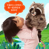 Folkmanis Puppets浣熊玩具/3075玩偶毛绒玩具礼物 商品缩略图3