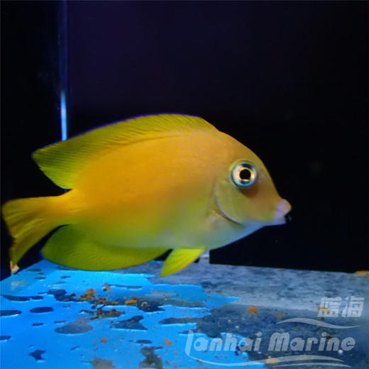 蓝嘴吊 幼鱼 商品图3