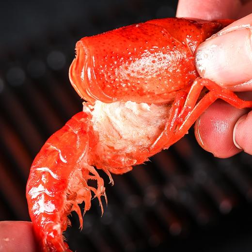 湖北潜江 神虾皇后神惊小龙虾600克/盒任意3盒顺丰包邮 商品图4