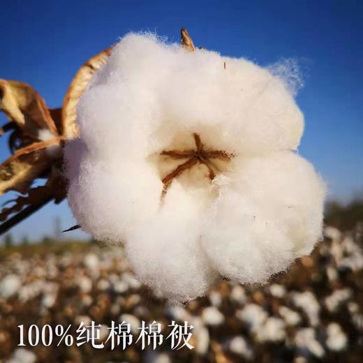 塔玛庄园  新疆长绒无网棉被  夏凉被 商品图2
