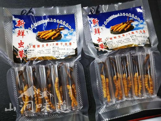 【新鲜·冬虫夏草】新鲜采挖、干净饱满、滋补养生，头茬鲜草预定中~~ 商品图3