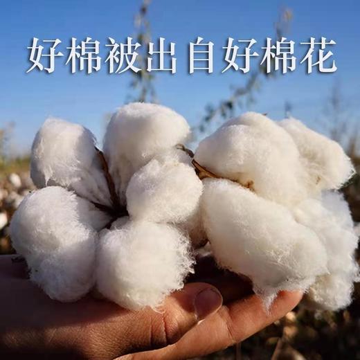 塔玛庄园  新疆长绒无网棉被  夏凉被 商品图1