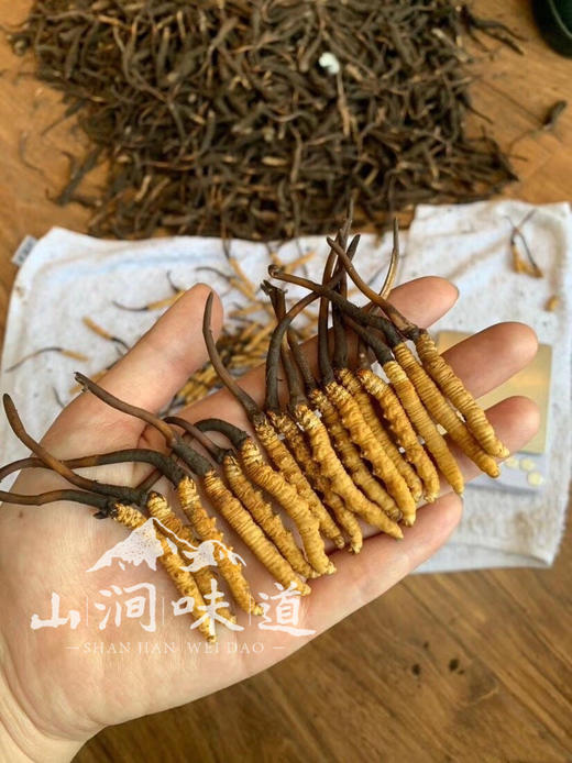 【新鲜·冬虫夏草】新鲜采挖、干净饱满、滋补养生，头茬鲜草预定中~~ 商品图1