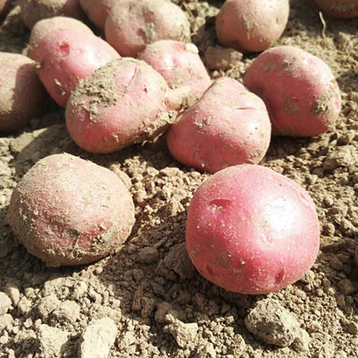 【社群】云南红皮黄心小土豆|口感糯面|皮薄易剔|营养丰富|新鲜农家自种 商品图1