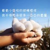 塔玛庄园  新疆长绒无网棉被  夏凉被 商品缩略图4