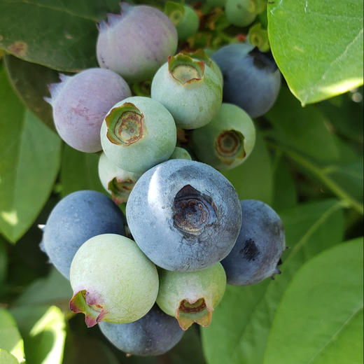 【云南抚仙湖花香蓝莓•顺丰空运】高原露天蓝莓 果肉肥厚 脆甜带花香 4盒装 商品图3