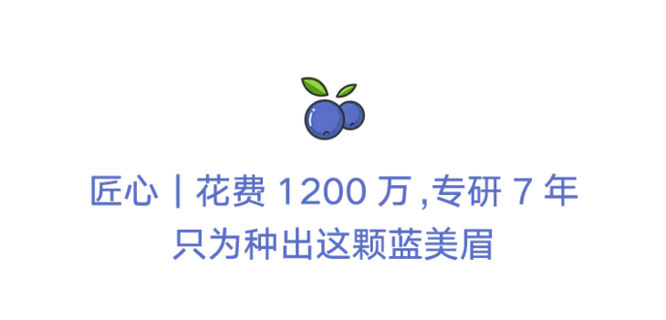 长白山蓝美眉蓝莓 蓝莓界的 巨无霸 果大肉厚 巨甜巨好吃 爆单 下单72小时发货