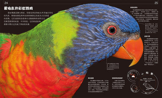 DK微观动物世界(精装版)铜版纸 DK博物 DK动物百科 微观动物世界 商品图4