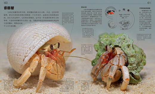 DK微观动物世界(精装版)铜版纸 DK博物 DK动物百科 微观动物世界 商品图3