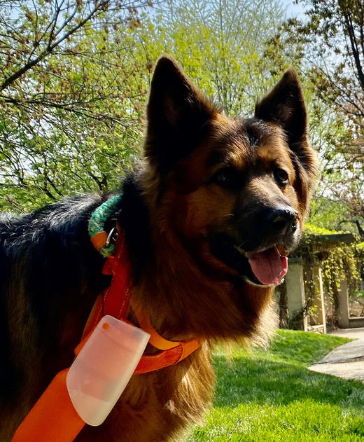 爱狗狗.吃吃喝喝喝。 商品图0