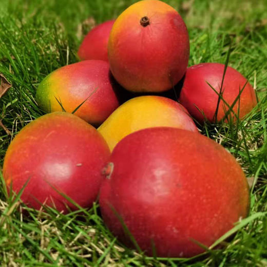 三亚树上熟珍珠芒 商品图0