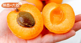 全年只卖20天的水果！饱满多汁，肉多离核，销量爆棚！还不赶快抢抢抢！ 