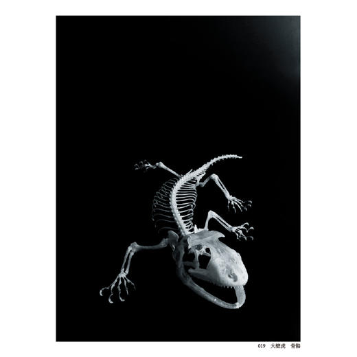  骨骼之美 让双目触摸129种动物骨骼的结构与质感 黑白韵律谱写脊椎动物千年演化史诗书籍 商品图3