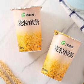 爆品促销~【西域春麦粒酸奶】180g*12杯