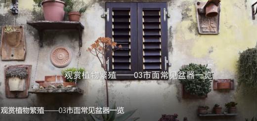 8.3市面常见盆器一览 商品图0