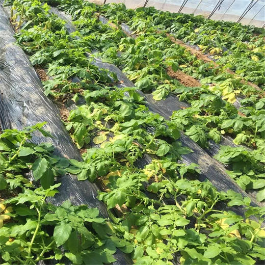 【新开园福利】鸿翠园 有机新土豆 商品图4