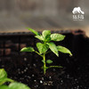 种苗·辣椒（朝天椒） | 合作生产 * Chili seedlings | Coproduct 商品缩略图0