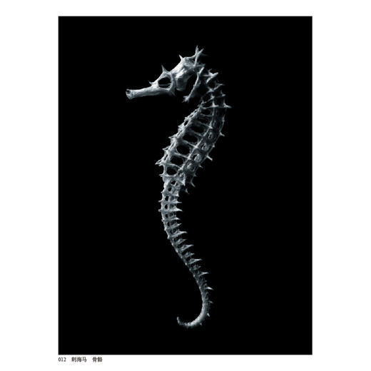  骨骼之美 让双目触摸129种动物骨骼的结构与质感 黑白韵律谱写脊椎动物千年演化史诗书籍 商品图2