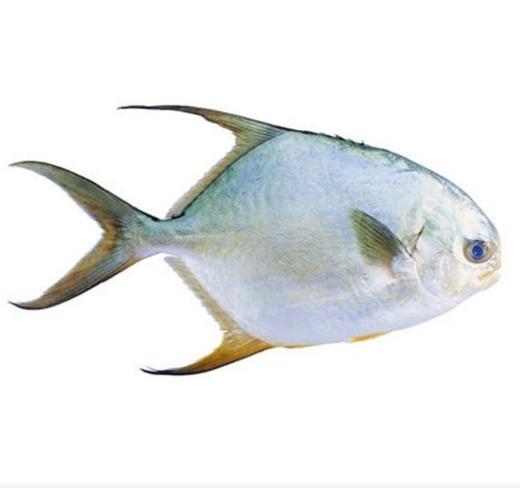 野生平鱼丨10kg黄岛送半斤