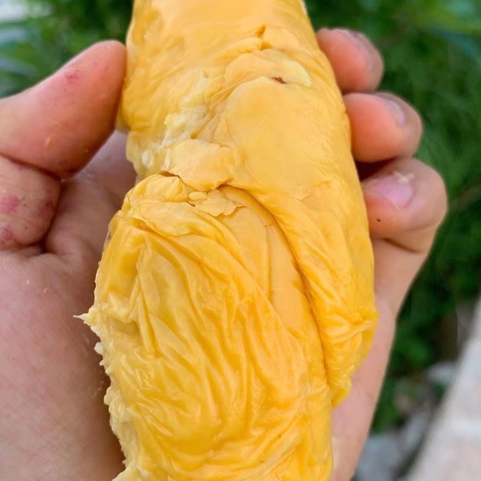 4872小时发货不接急单泰国巴掌猫山王托曼尼榴莲23斤包3房保留快递面