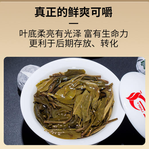 一球2021年归真生茶357g 商品图3