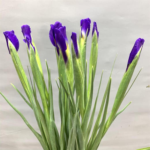鸢尾 商品图1