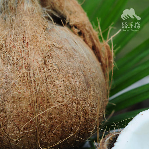 生态老椰子 | 合作生产 * Eco-Coconut | Coproduction 商品图1