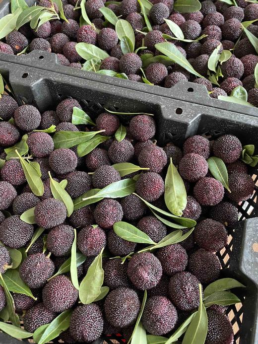 512日配送云南碳梅正式到位口感鲜味回味极佳空运直飞怎么不想尝鲜仅