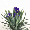 鸢尾 商品缩略图2