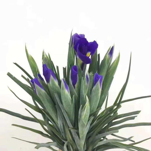 鸢尾 商品图2