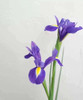 鸢尾 商品缩略图0