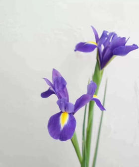 鸢尾