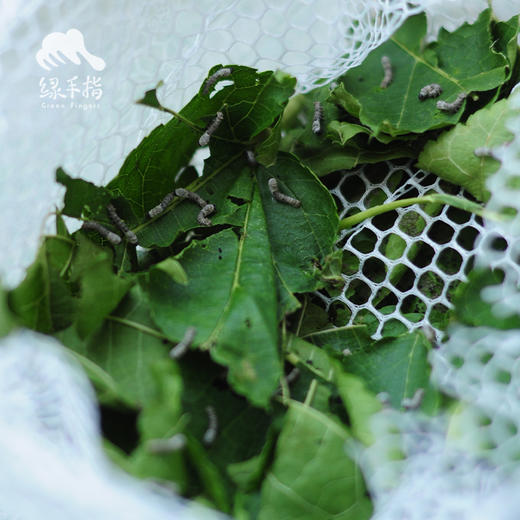 园艺·蚕宝宝饲养套装（桑叶） | 公平贸易 * Silkworm rearing kit | Fair-Trade 商品图3