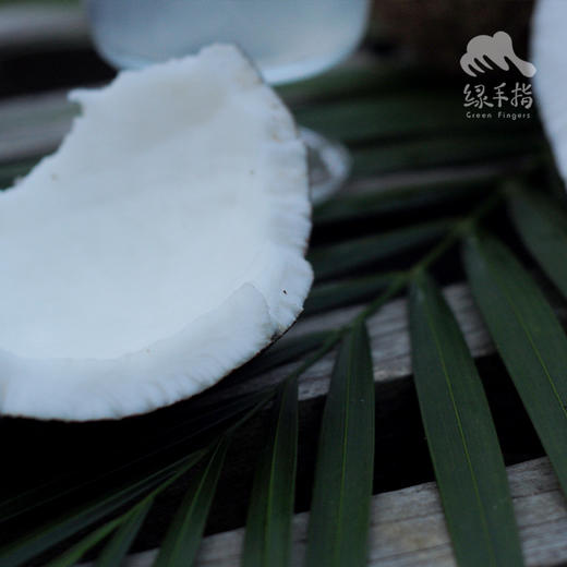 生态老椰子 | 合作生产 * Eco-Coconut | Coproduction 商品图4
