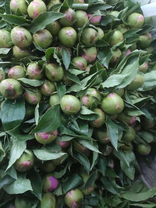 【爱你如初】芍药 - 蓝富士 桃粉色 10枝/扎 商品图11