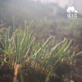 种苗·韭菜 | 绿家自产 * Chives seeding | Self-produced