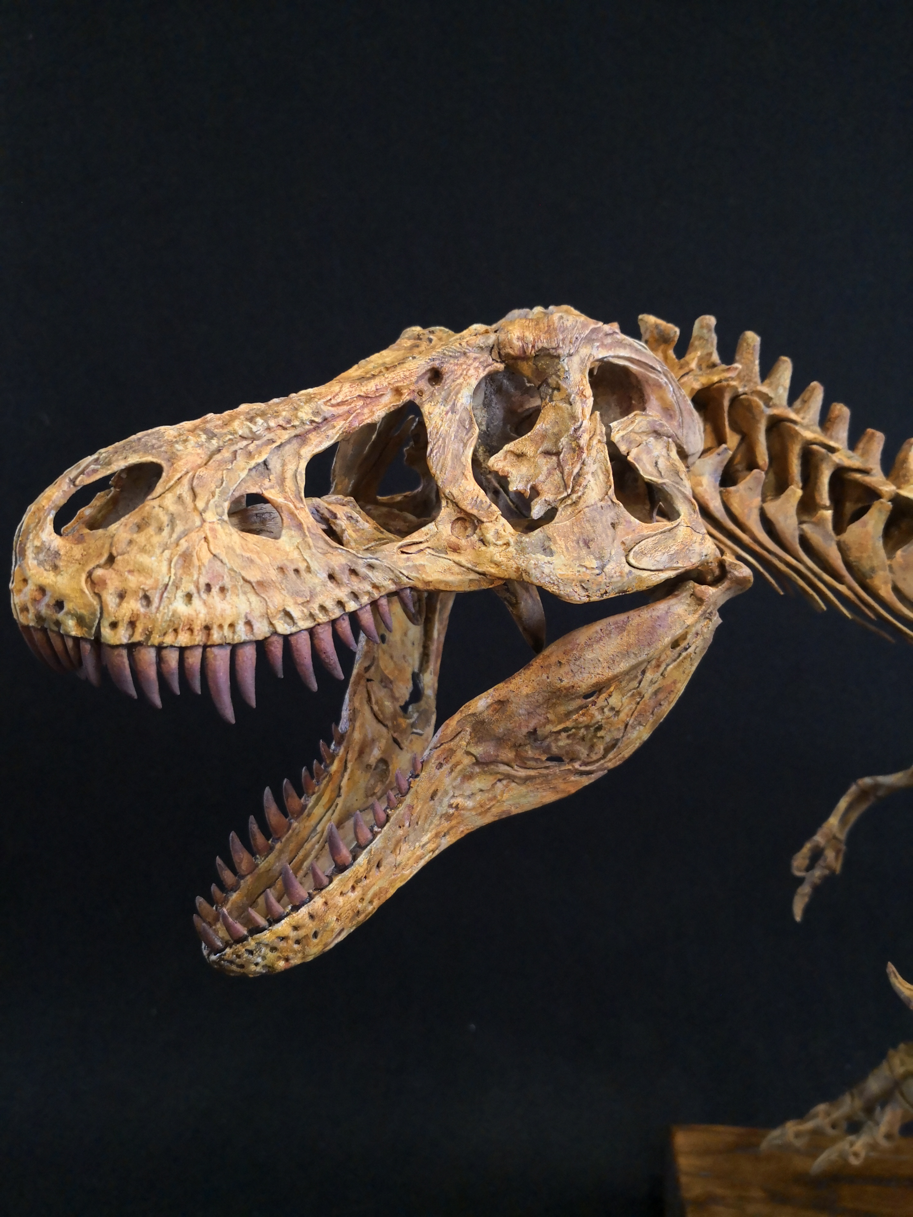 纯手工定制菊石制造霸王龙暴龙恐龙骨架树脂模型长1米25