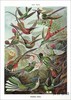 Art Forms in Nature: The Prints of Ernst Haeckel / 自然中的艺术形式：恩斯特·海克尔的版画 商品缩略图3