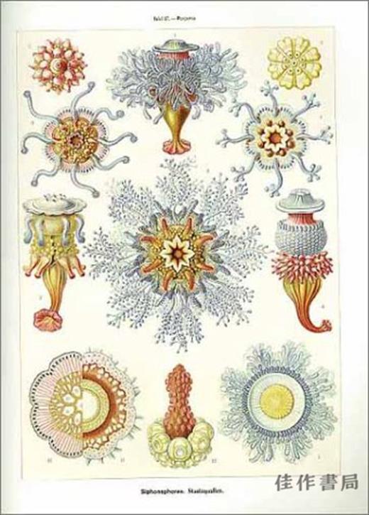 Art Forms in Nature: The Prints of Ernst Haeckel / 自然中的艺术形式：恩斯特·海克尔的版画 商品图1