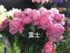 【爱你如初】芍药 - 蓝富士 桃粉色 10枝/扎 商品缩略图9