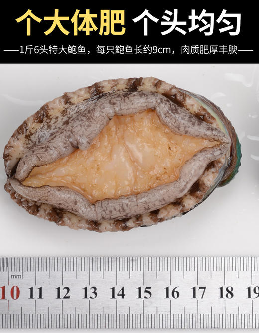 【极物溯源】5头大鲍鱼500g/盒 鲜活发货  冷链包邮 商品图3