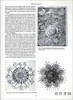 Art Forms in Nature: The Prints of Ernst Haeckel / 自然中的艺术形式：恩斯特·海克尔的版画 商品缩略图2