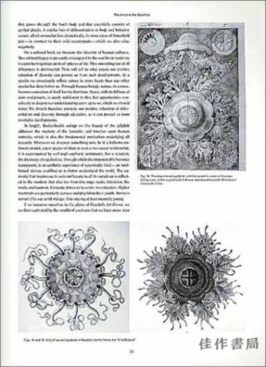 Art Forms in Nature: The Prints of Ernst Haeckel / 自然中的艺术形式：恩斯特·海克尔的版画 商品图2