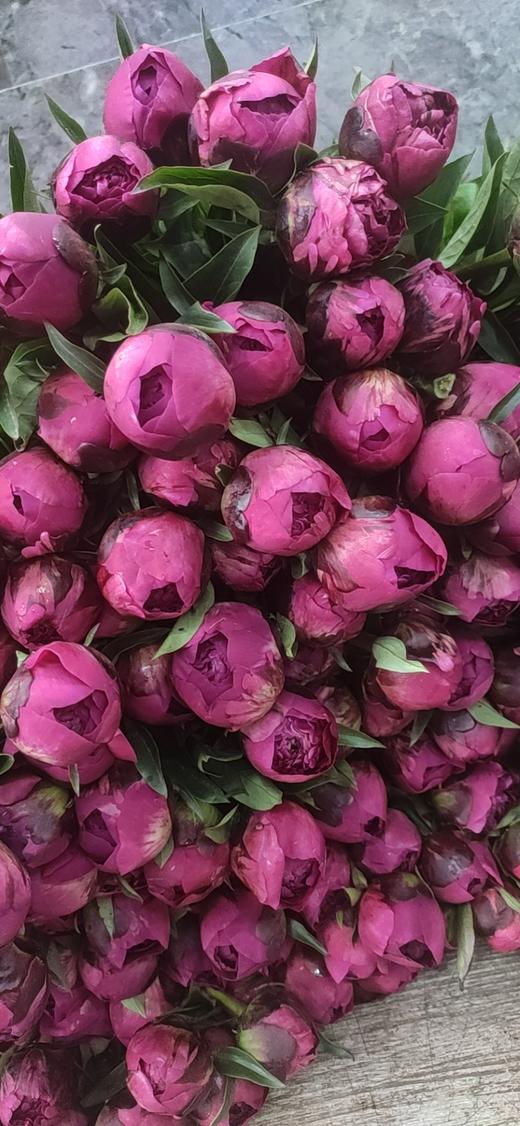 【爱你如初】芍药  - 红富士 深玫红色  10枝/扎 商品图6