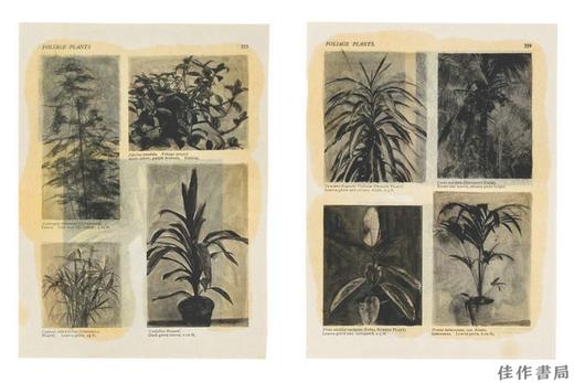 Botanicals/植物 商品图2