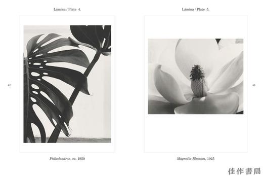 Botanicals/植物 商品图3