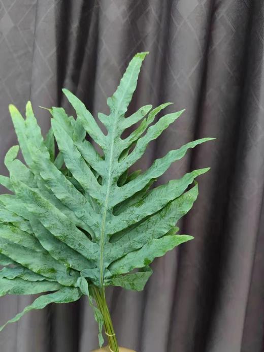 【超长待机】网红叶(贯众厥)  8-9枝/扎 商品图3