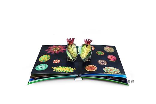Creatures of the Deep : The Pop-Up Book/深海生物 商品图2